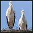 Wandkraft Bright Wings 022