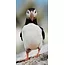 Wandkraft Bright Wings 023