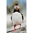 Wandkraft Bright Wings 023