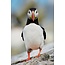 Wandkraft Bright Wings 023
