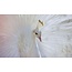Wandkraft Bright Wings 031