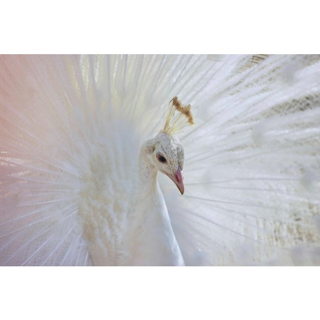 Wandkraft Bright Wings 031