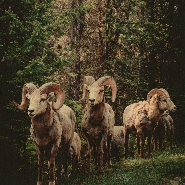 Wandkraft European Wildlife 003