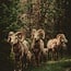 Wandkraft European Wildlife 003