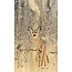 Wandkraft European Wildlife 007