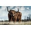 Wandkraft European Wildlife 008