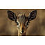 Wandkraft European Wildlife 010
