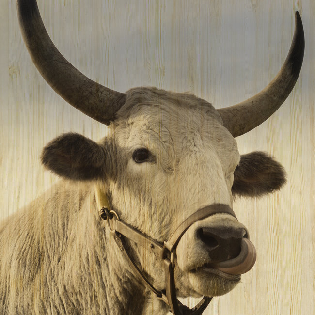 Wandkraft European Wildlife 011