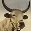 Wandkraft European Wildlife 011