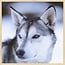 Wandkraft Wandkraft European Wildlife 012