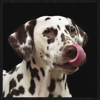 Wandkraft Wandkraft Faces 016 - Dalmatiër