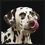Wandkraft Wandkraft Faces 016 - Dalmatiër