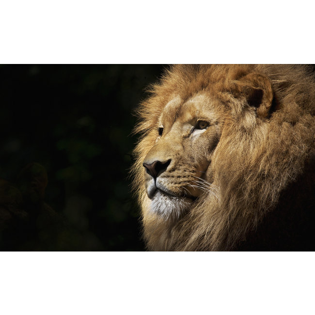 Wandkraft Faces 022