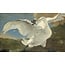 Wandkraft The Threatened Swan by Jan Asselijn