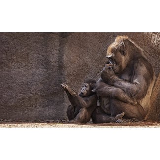Wandkraft Wildlife 001