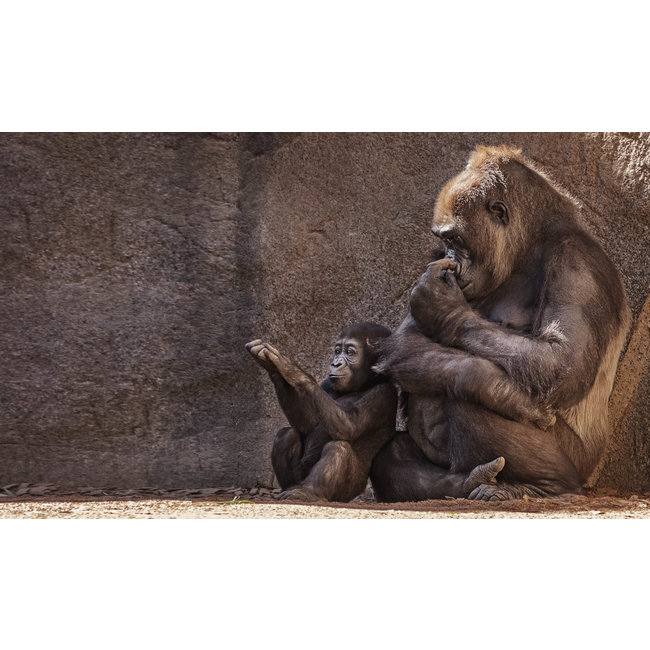 Wandkraft Wildlife 001