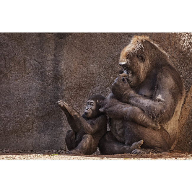 Wandkraft Wildlife 001