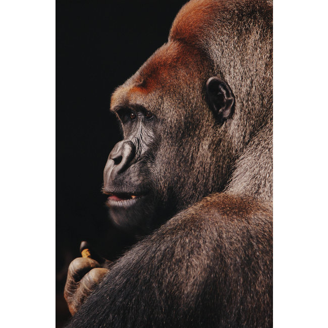 Wandkraft Wildlife 002