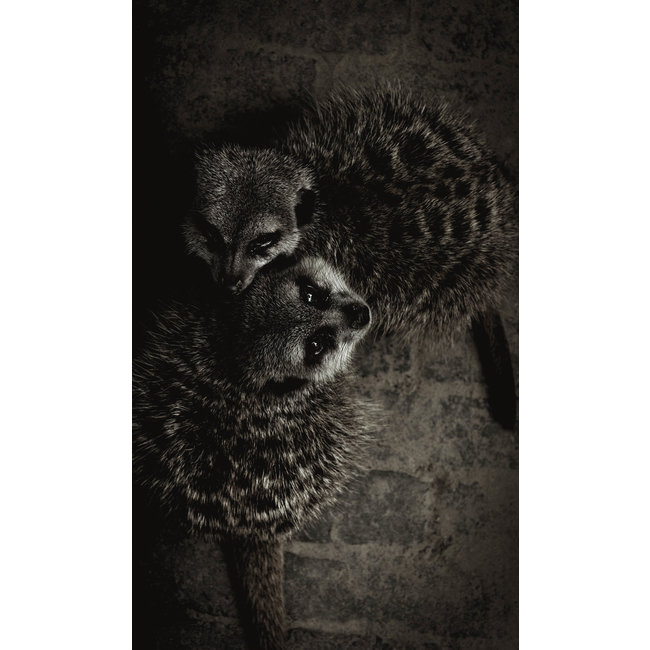 Wandkraft Wildlife 003