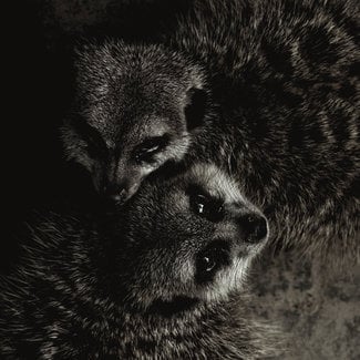 Wandkraft Wildlife 003