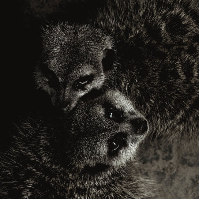 Wandkraft Wildlife 003