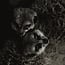 Wandkraft Wildlife 003
