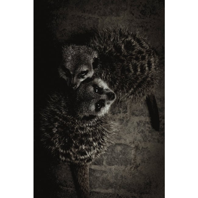 Wandkraft Wildlife 003
