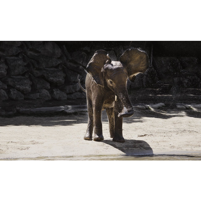 Wandkraft Wildlife 005