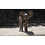 Wandkraft Wildlife 005