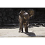 Wandkraft Wildlife 005