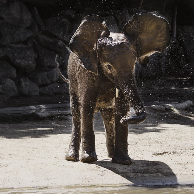Wandkraft Wildlife 005