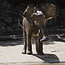 Wandkraft Wildlife 005