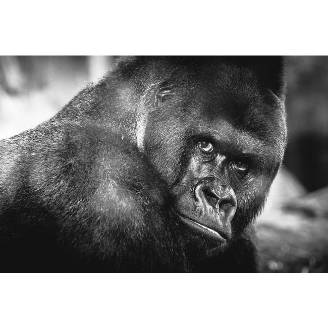 Wandkraft Wildlife 016