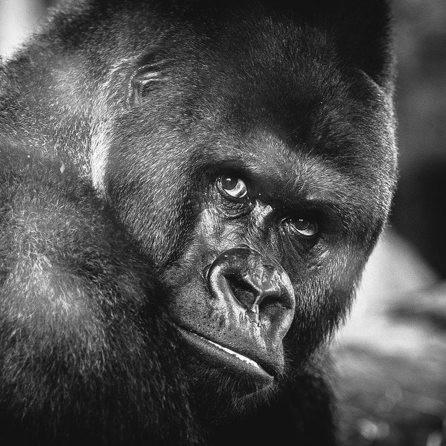Wandkraft Wildlife 016