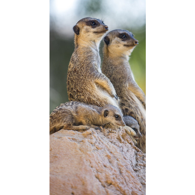 Wandkraft Wildlife 017