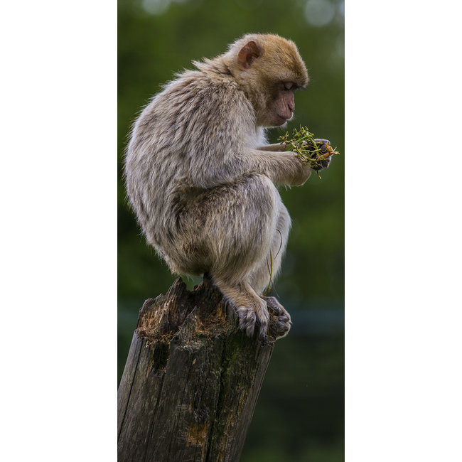 Wandkraft Wildlife 018
