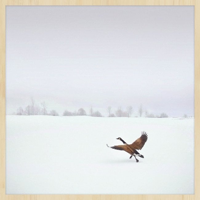 Wandkraft Wandkraft Winter Wonders 000 - Wilde gans in winterlandschap