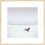 Wandkraft Wandkraft Winter Wonders 000 - Wilde gans in winterlandschap