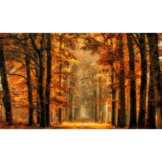 Wandkraft Art of Nature 033 - Limited edition