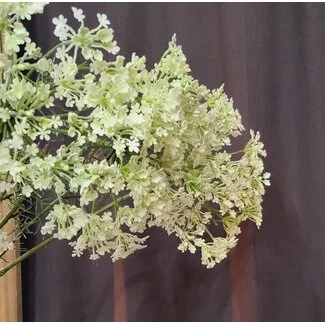 Countryfield Heracleum sphondylium wit