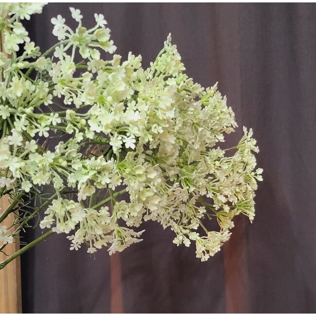 Countryfield Heracleum sphondylium wit