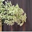 Countryfield Heracleum sphondylium wit kunsttak