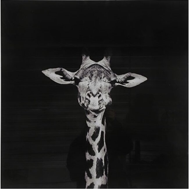 Countryfield Schilderij Makela zwart vierkant - Stijlvolle giraffe wanddecoratie