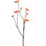 Pure Kunsttak Limonium 70 cm Oranje