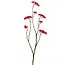 Pure Kunsttak Limonium 70 cm Beauty roze