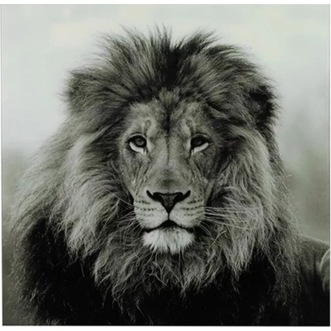 Countryfield Schilderij Leeuw Wild life L - Luxe Glaskunst
