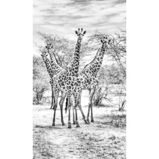 Wandkraft Wildlife 015