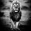 Wandkraft A Lions Portrait