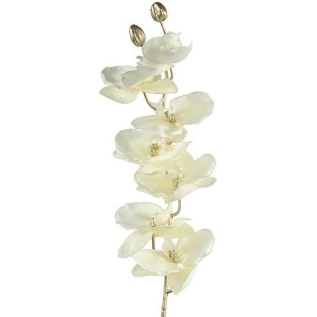 Countryfield Kunsttak Phalaenopsis crème