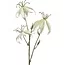 Countryfield Kunsttak Gloriosa S crème